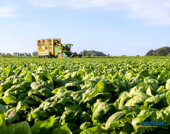 Lokaal verankerd - Pasfrost