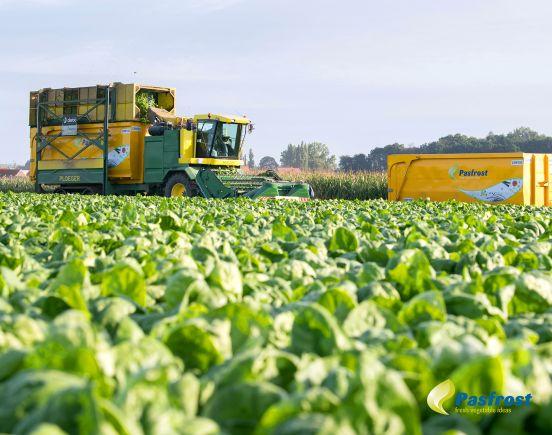 Teelt onder eigen management