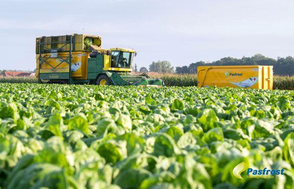 Teelt onder eigen management