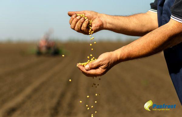 Beste zaden van Pasfrost